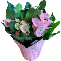 Potted Euphorbia | Folha