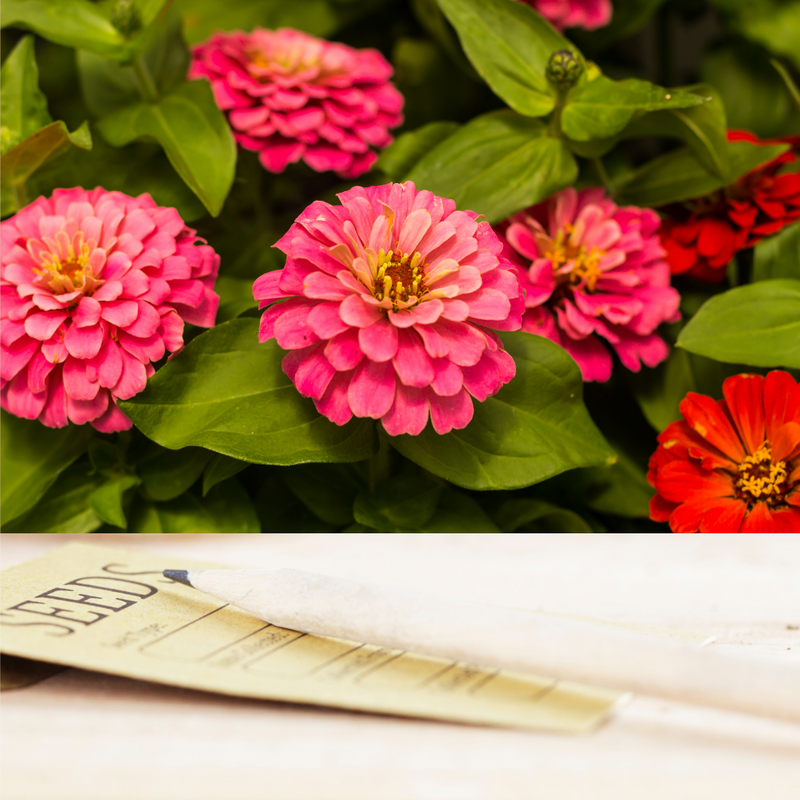 Red Scarlet Zinnia Seeds | Matchbox Seed Co.