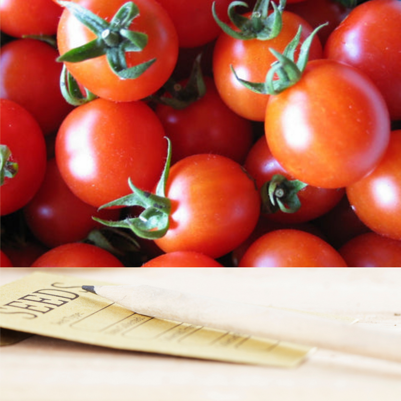 Peacevine Tomato Seeds | Matchbox Seed Co.