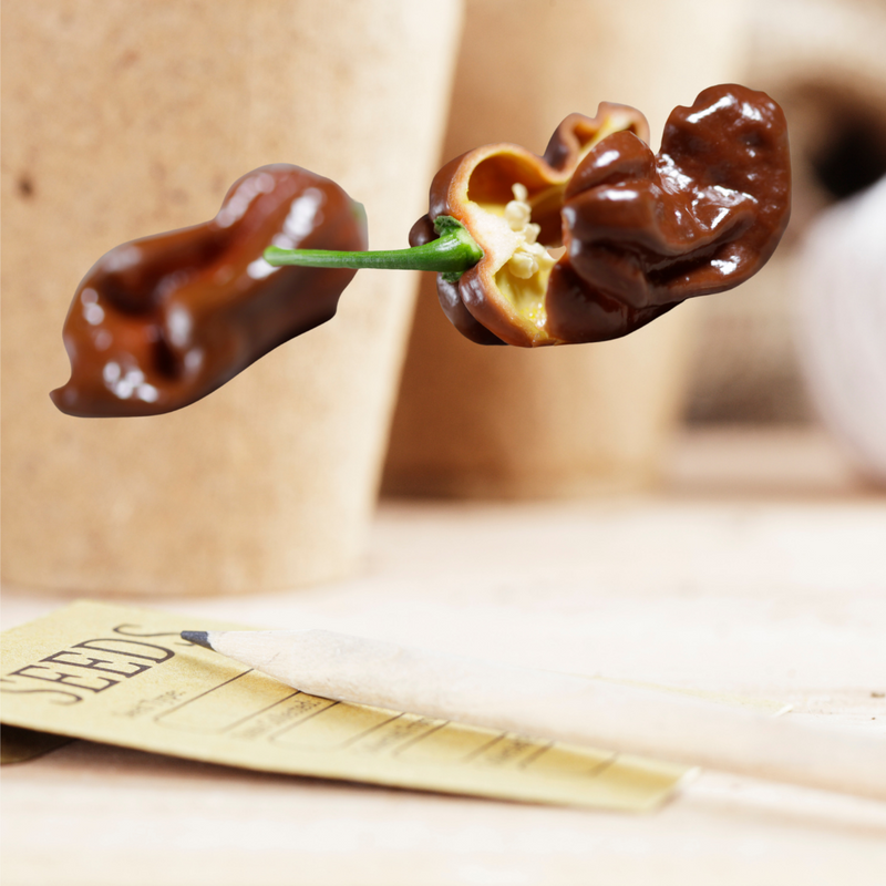 Chocolate Habanero Pepper Seeds | Matchbox Seed Co.