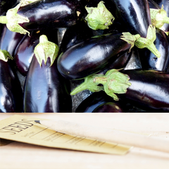 Black Diamond Eggplant | Matchbox Seed Co.