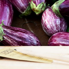 Udumalpet Eggplant Seeds | Matchbox Seed Co.