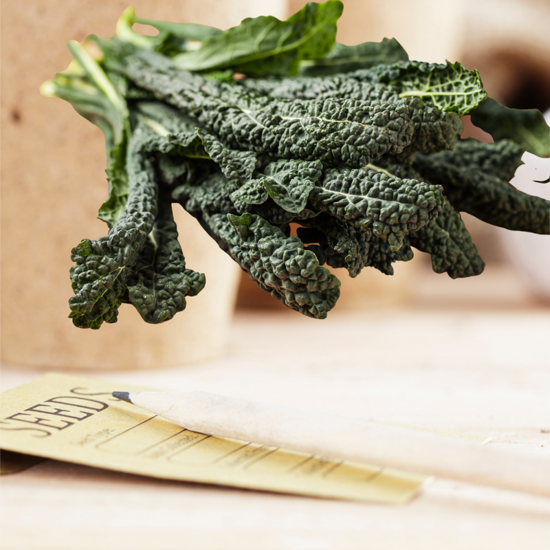 Lacinato Kale Seeds | Matchbox Seed Co.