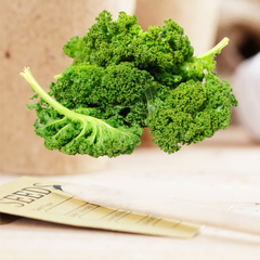Curly Dwarf Kale Seeds | Matchbox Seed Co.